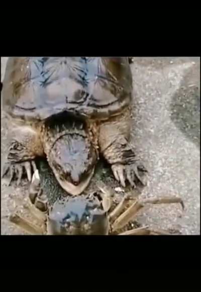 Turtle says hello to the crab