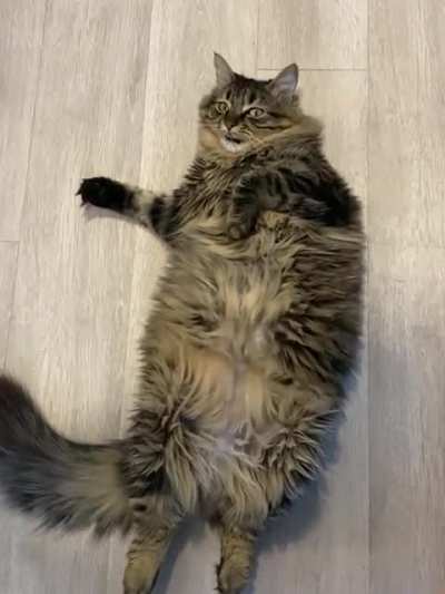 “You just don’t understand how hard being a cat is”