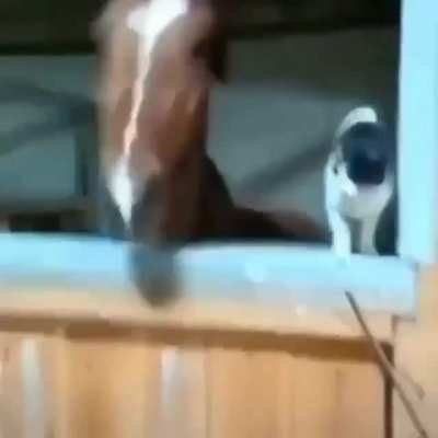 horse kissing cat uwu