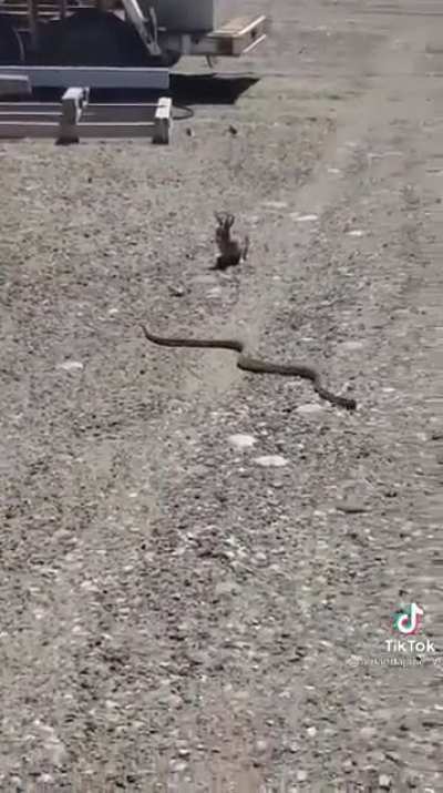 That’s the most foul, cruel and bad tempered rodent you ever set eyes on.