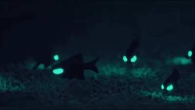 ? Flashlight Fish ?