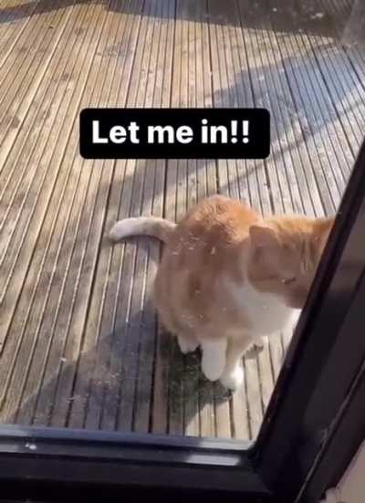 Poor cat