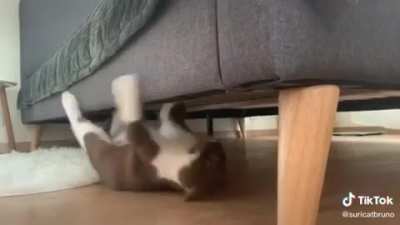 Mission Impawsable