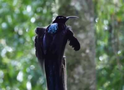 ? The transformation of the Black Sicklebill (wait for it)