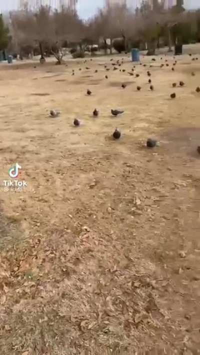 to have a picnic