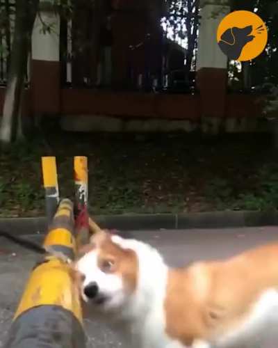 We all need a short legged buddy in our life?
