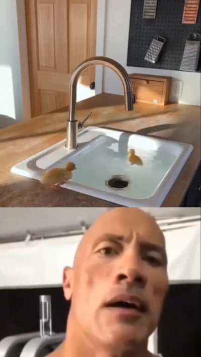 duck