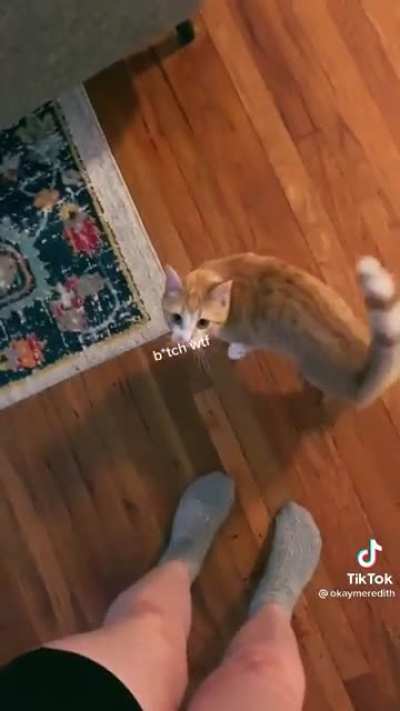 Pet the damn human!