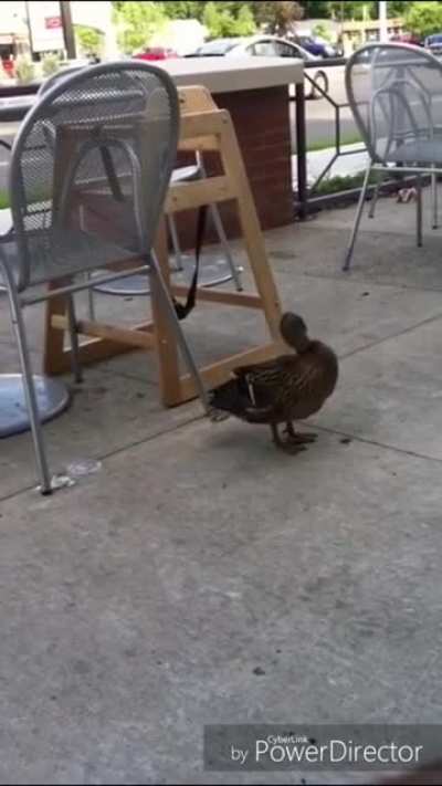 Duck poops in public