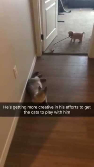 To play with cat