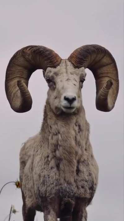 ? Biggest Horns Ever.