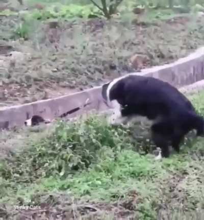 Because you want to see a doggy rescue a puppy from a ditch. (Credit: Imgur)