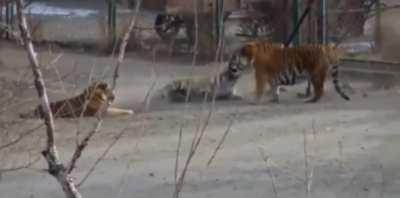 A badass Siberian Tiger