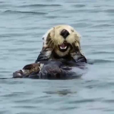 ? Sea Otter being adorable ?