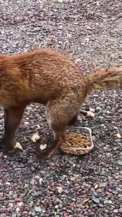 My mates dad took dog food to work to feed the foxes.