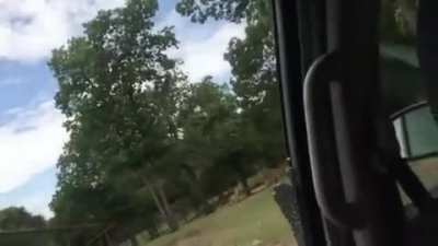 Zebra testing car window durability!