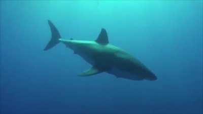 ? Have you ever seen a shark sneeze?