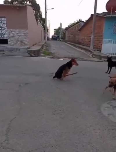NFC about wth this dog is doing