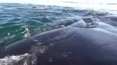 Whale lifts two kayakers out of the water on its back as it surfaces