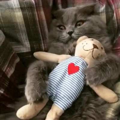 When teddy is life