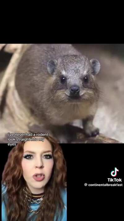 ? New Rodent Alert ☺️