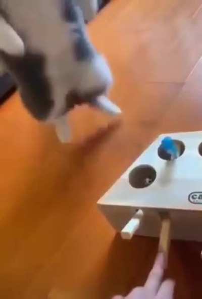 A prank box for cats