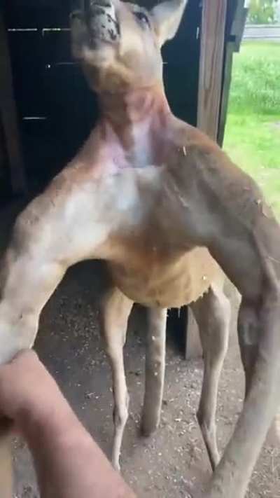Everything's bigger in Texas...including Kangaroos