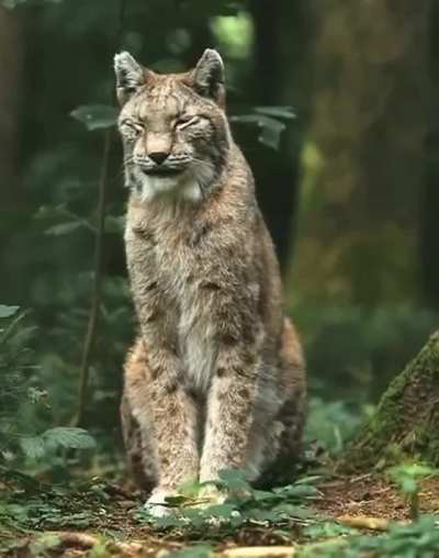 ? I don't know what species it is, but this cat is beautiful.