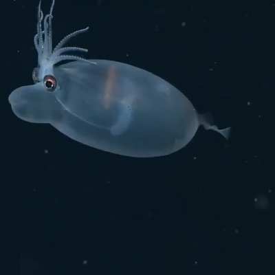 ? Helicocranchia pfefferi