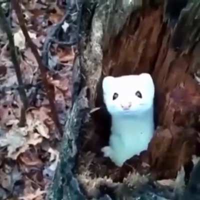 A lil mink coming to greet you ?