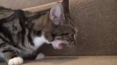 Cat dies inside