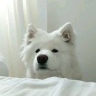 Wake up hooman! Need walkies!