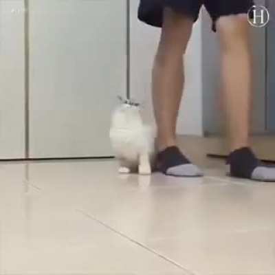 Animals cooperating