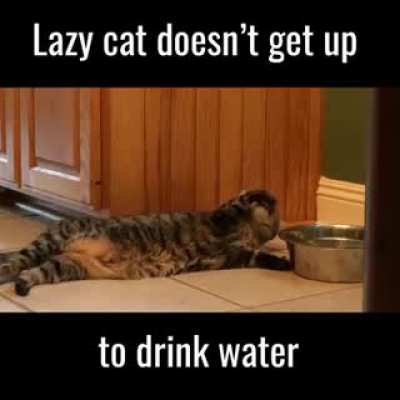 An engineer cat.