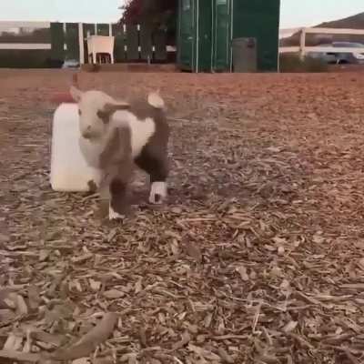 I'm a simple man, I see goat, I get happy