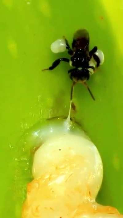 ? a bee collecting and keeping in your paw.
