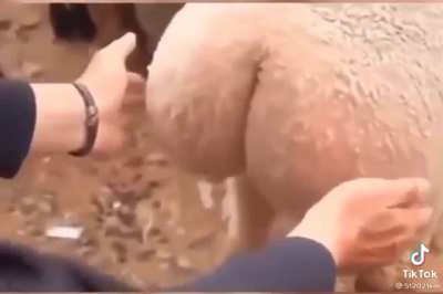 ?