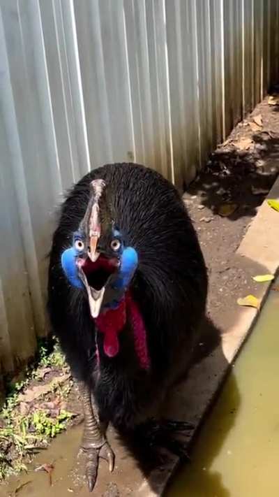? Cassowaries emit low frequency sounds to communicate in dense forests...