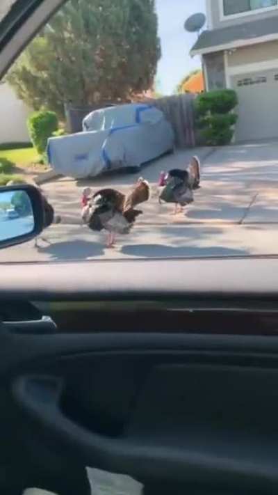 I am the turkey whisperer