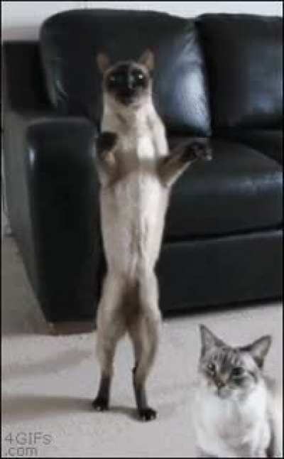 I am the great Cat-holio! Are you threatening me?