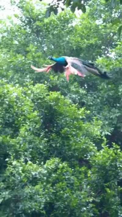 ? Peacock flying