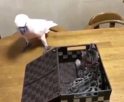 to be friends.