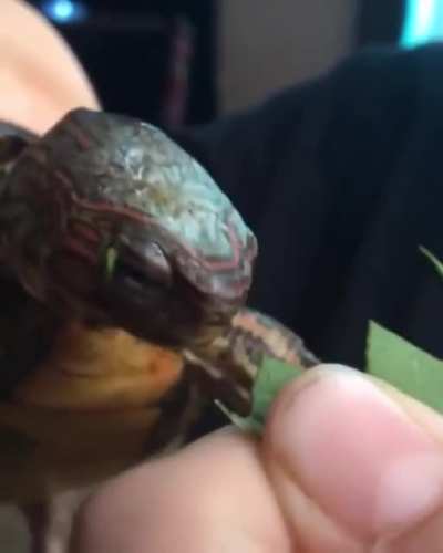 Turtle monches a leaf.