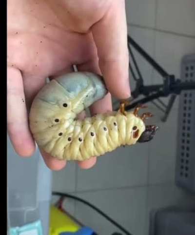 ? Hercules beetle life cycle