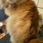 Fooled my Siberian "Gizmo" with the drawn spider prank. went so perfect.