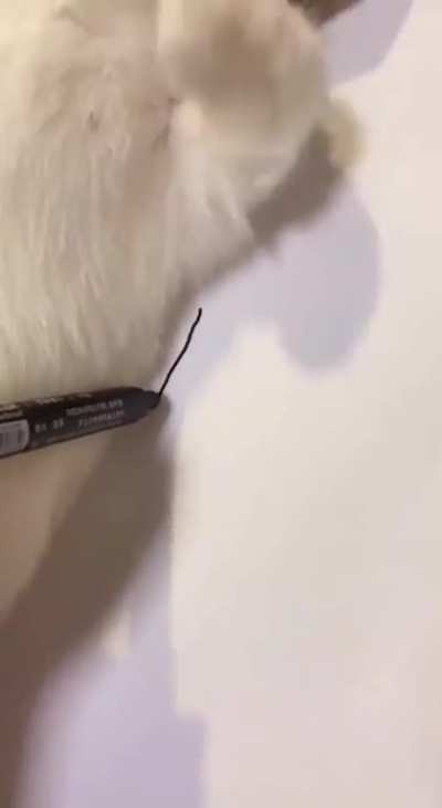 Drawing your cat as realistically as possible ?