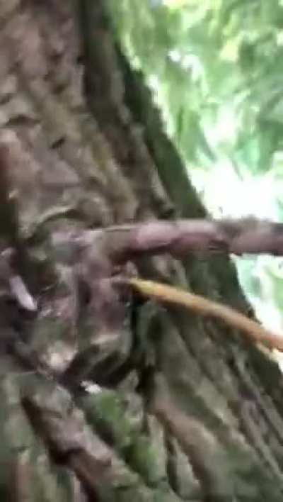WCGW climbing a tree