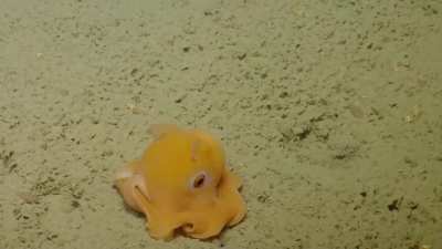 ?A Bright Yellow Octopus