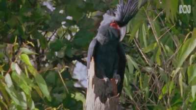Palm cockatoos are among the few bird species which use tools to create sound. Because females are considered highly persnickety about their nests, males will only construct them in the hollows of certain trees. The males then use sticks to make drumming