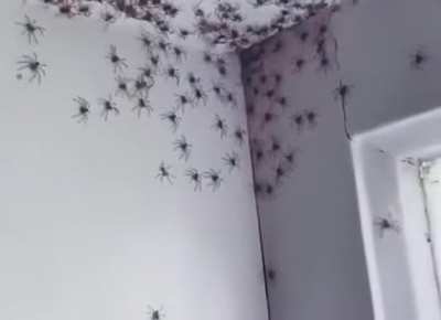 "mommy there are spiders in my room.."